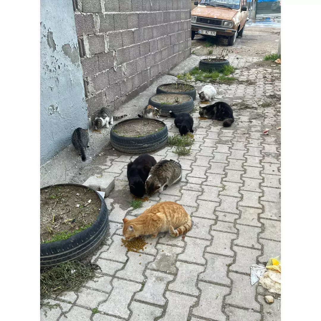 ÇAMDİBİ ÇOCUKLARI